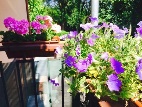Bed & Breakfast Amore Rosa