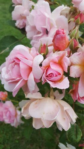 B&B La Rosa Antica