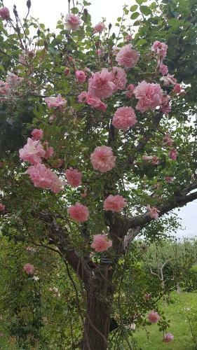B&B La Rosa Antica
