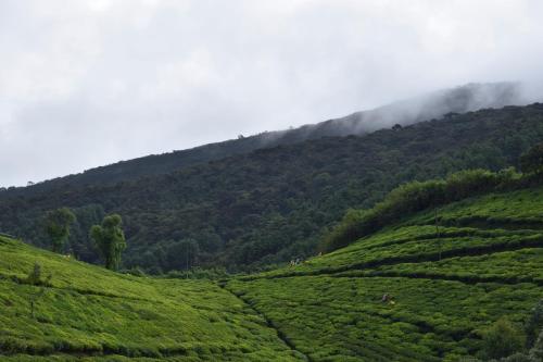 Hill Tea View