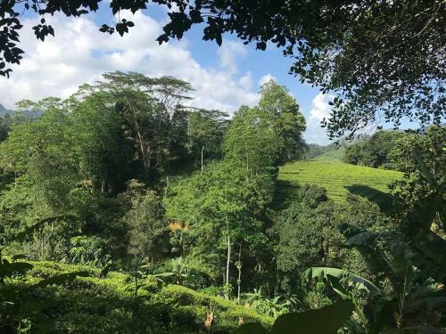 Sinharaja Tranquil Homestay