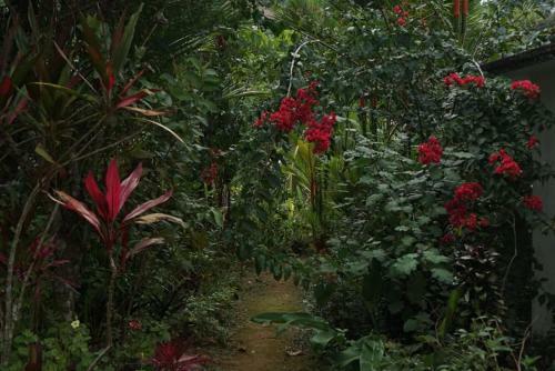 Sinharaja Tranquil Homestay