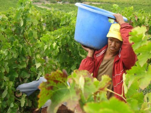 Hostal Skilpadvlei Wine Farm