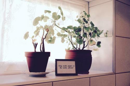 Hostal Brahe Studio