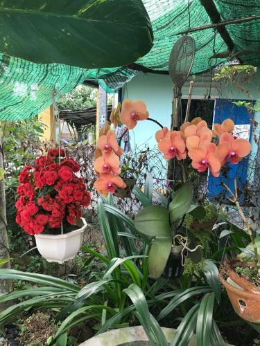 Family Homestay