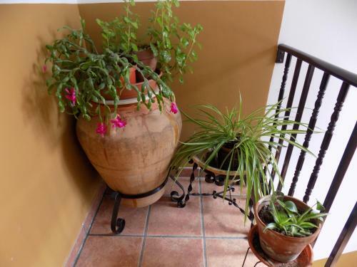 Apartamentos Casa Ferr�s