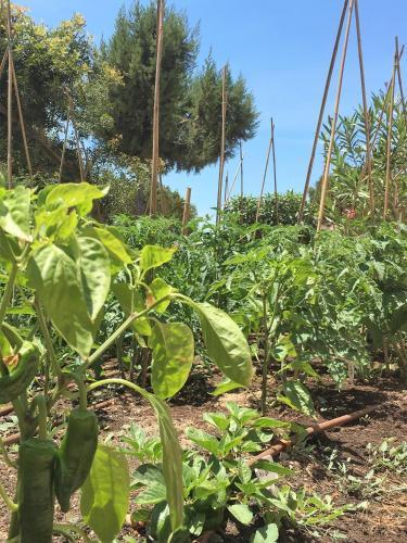Apartamento Petunia Ibiza