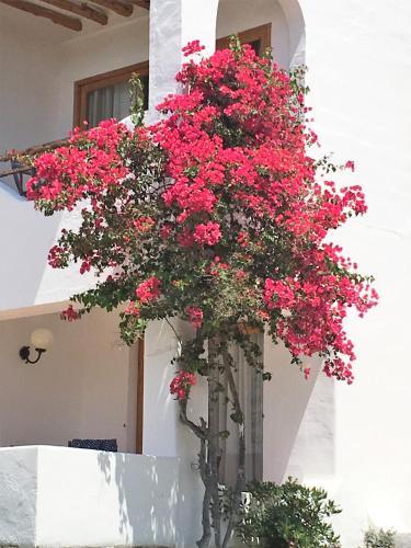 Apartamento Petunia Ibiza