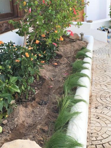 Apartamento Petunia Ibiza