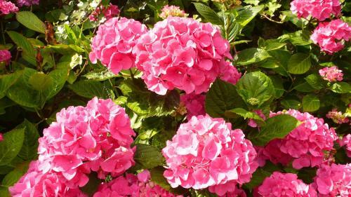 Bed & Breakfast Villa Mons