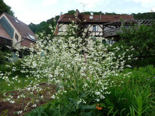 Hotel Alsace Village