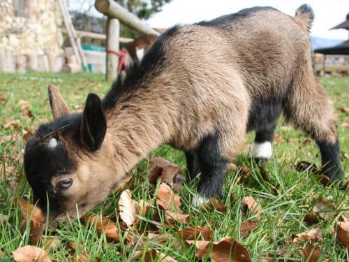 Agroturismo G�stehaus Herbstbauernhof
