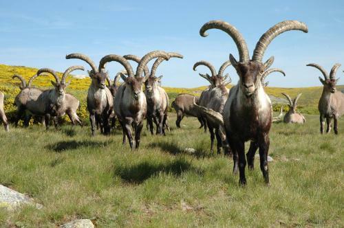 Agroturismo La Pasailla De Gredos