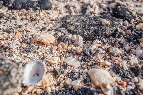 Apartamento Seashell