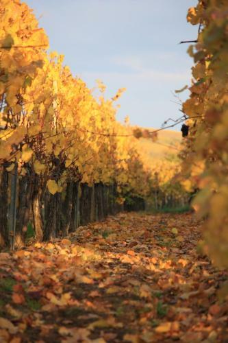 Apartamento Gites Des Dix Vins