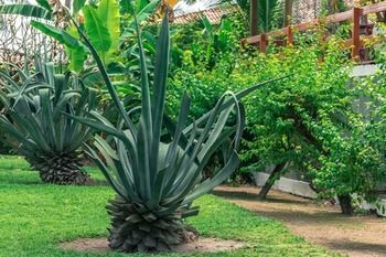 Posada Village Paraiso Tropical