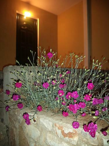 Hostal Guest House Solive