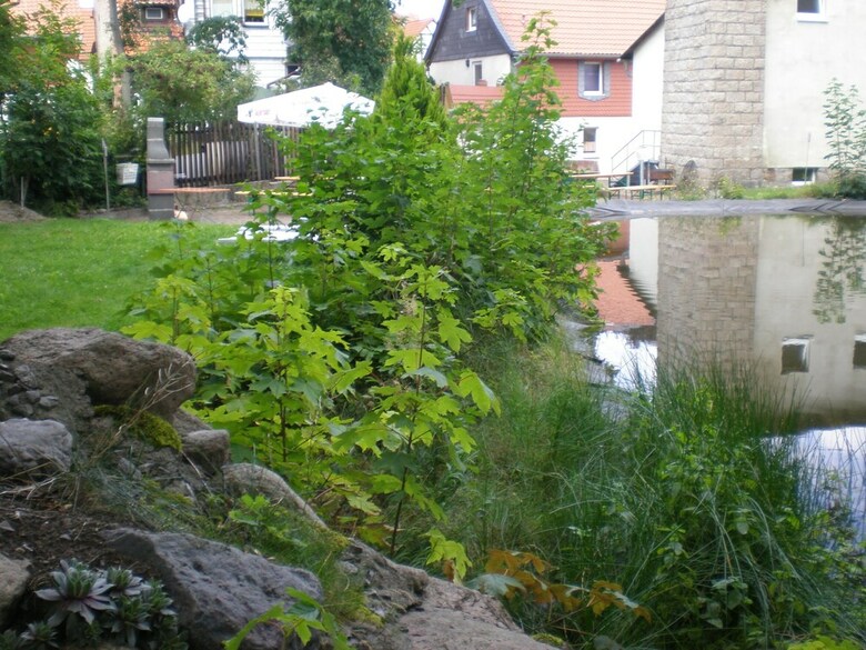 Hostal Altstadthotel Ilsenburg