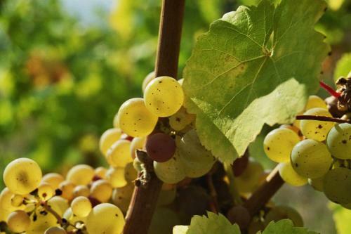 Apartamento Weingut Caspari, Familie Eggert