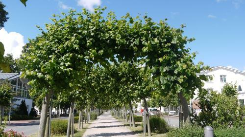 Apartamento Fewo Mohnblume