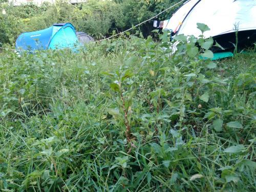 Camping Late