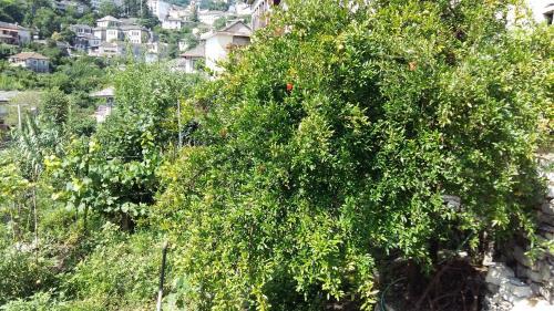 Hostal Guest House Garden
