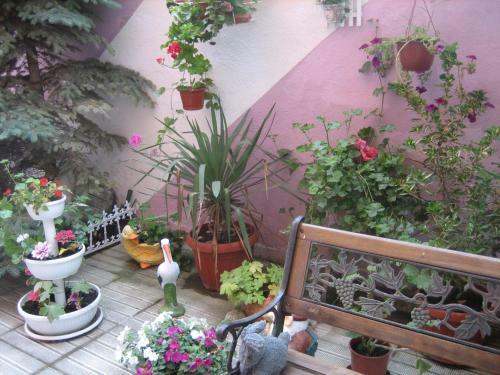 Hostal Guest House Orchidea