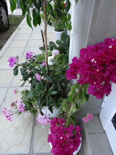 Hostal Guesthouse Kamelia