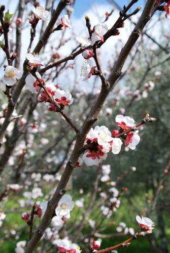 Agroturismo Vavla Rustic Retreat