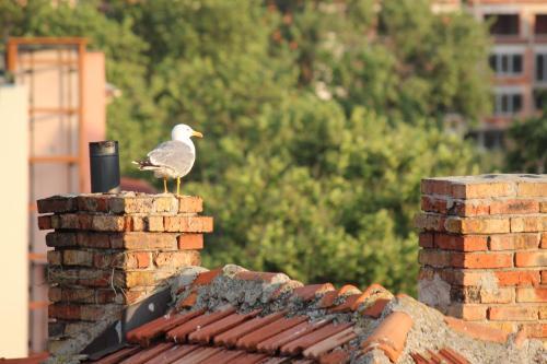 Hostal Guesthouse Kostovi