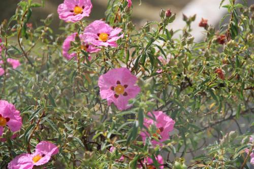 Apartamento Casale La Collina