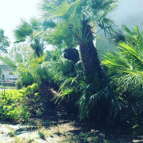 Hotel Le Palme " Adults Only "