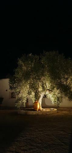 Agroturismo Masseria Cesarina B&B