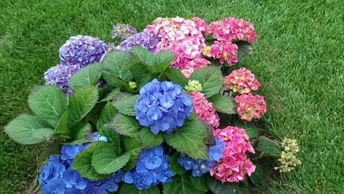 B&B Le Ortensie