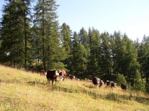 Agroturismo Agriturismo Barba Gust