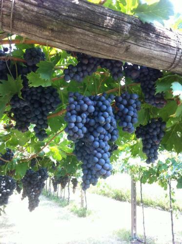 Agroturismo Al Colle