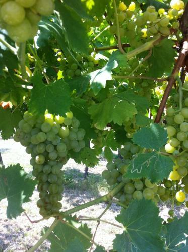 Agroturismo Al Colle