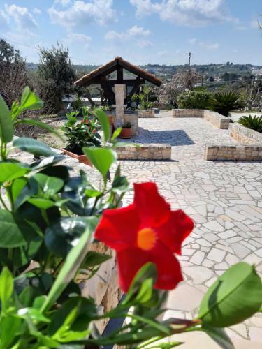 La Rosa Dei Trulli B&B