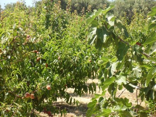 Agroturismo Stella Di Sicilia