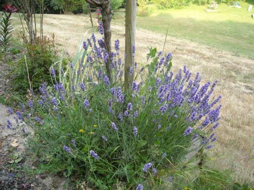 Bed & Breakfast Chambres D'h�tes La Baudri�re
