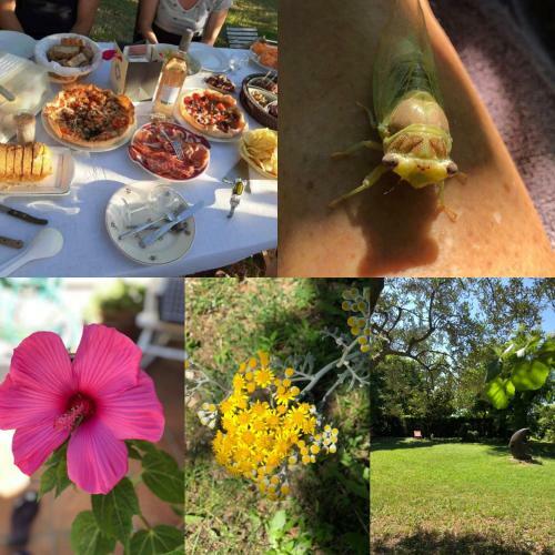 Acanthes & Provence