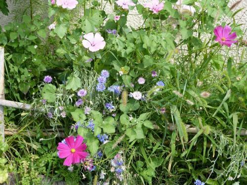 Acanthes & Provence
