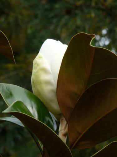 Bed & Breakfast Magnolia Petal
