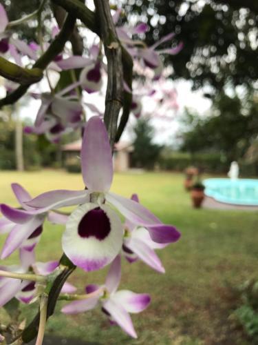 Lodge Caba�as Katy-arte