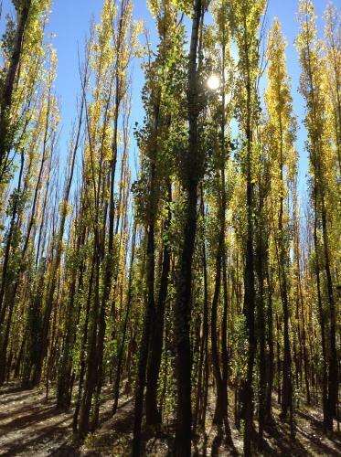 Bosque De Sol