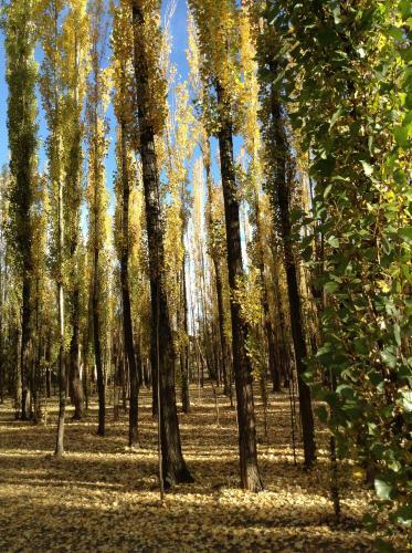 Bosque De Sol