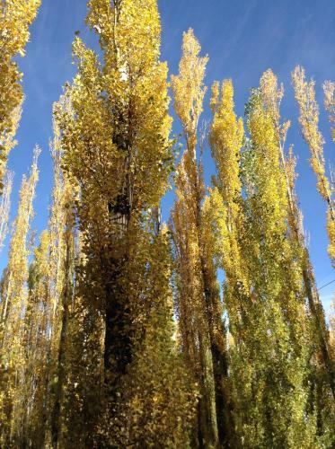 Bosque De Sol