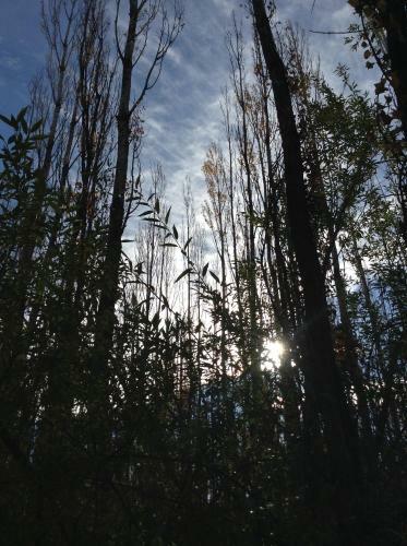Bosque De Sol