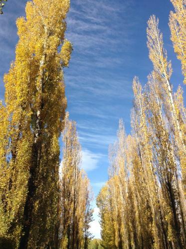 Bosque De Sol