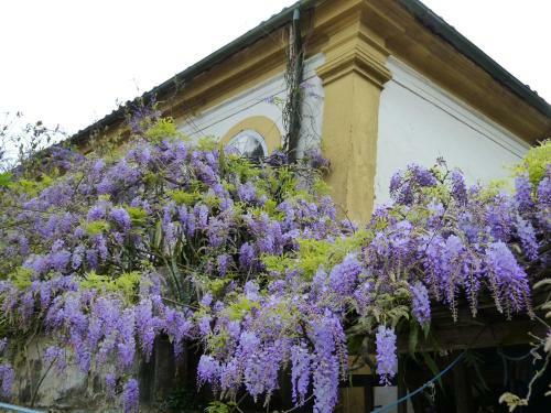 Pouso Das Glic�nias - B&B